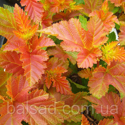 Пухироплідник Амбер Джубіле / Physocarpus Amber Jubilee, фото 3