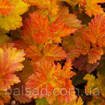Пухироплідник Амбер Джубіле / Physocarpus Amber Jubilee, фото 4