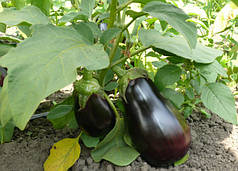 Насіння баклажану Модар F1 (Modar F1) Spark Seeds 1000