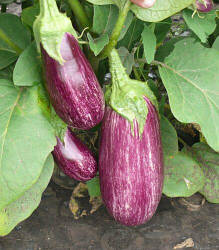 Насіння баклажану Ріко F1 (Riko F1) Spark Seeds 100