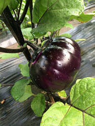 Насіння баклажану Джаз F1 (Dzgaz F1) Spark Seeds 100