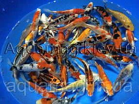 Карпи Кої 14 - 16 см / Koi, фото 3
