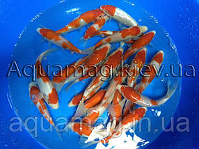 Карпи Кої 14 - 16 см / Koi, фото 5