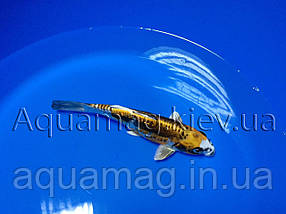 Коропи Коі 30 - 35 см / Koi, фото 3