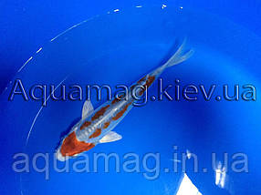 Коропи Коі 25 - 30 см / Koi, фото 3