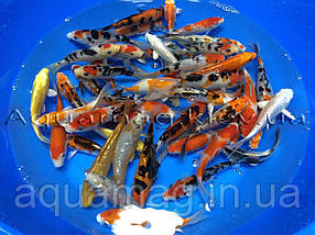 Коропи Коі 25 - 30 см / Koi, фото 2