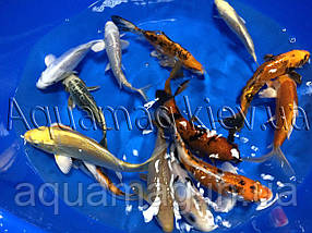 Коропи Коі 25 - 30 см / Koi, фото 3
