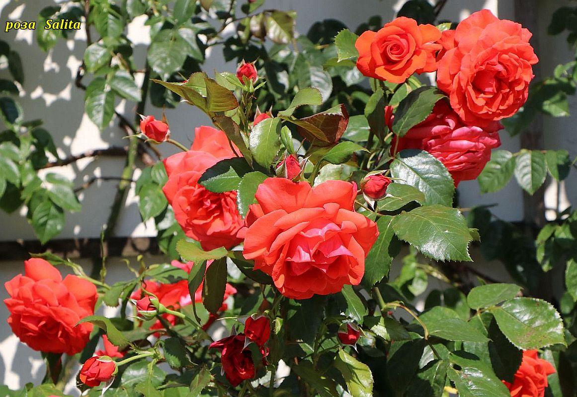 Троянда Salita (Саліта) Плетиста гор 3л, фото 1