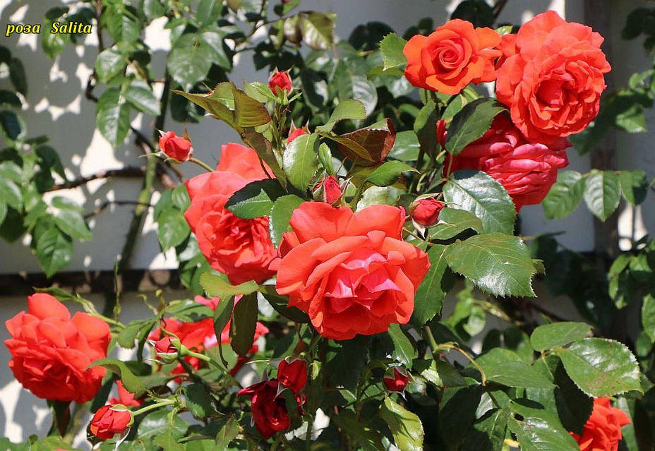 Гей секс видео