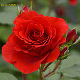 Троянда Salita (Саліта) Плетиста гор 3л, фото 2