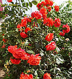 Троянда Salita (Саліта) Плетиста гор 3л, фото 3