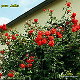 Троянда Salita (Саліта) Плетиста гор 3л, фото 5