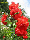 Троянда Salita (Саліта) Плетиста гор 3л, фото 6