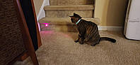 Інтерактивна іграшка смарт ошийник з вбудованим лазером для котів Smart laser collar, фото 8