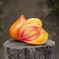 Насіння томату Мадрид F1 (250 нас.) Clause