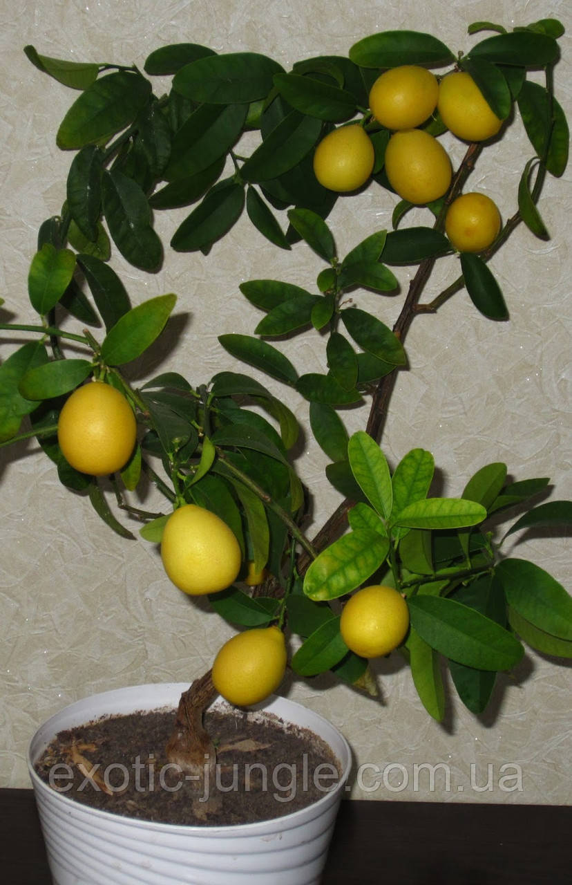 Лимонела (Лаймкват) Limonella (Eustis Limequat) 20-25 см. Кімнатний