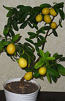 Лимонелла (Лаймкват) Limonella (Eustis Limequat) 20-25 см. Комнатный