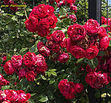 Троянда Florentina (Флорентіна) штамб 110 -120см, фото 2