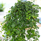 Саджанці Плюща звичайного Уандер (Hedera helix Wonder) P9, фото 3