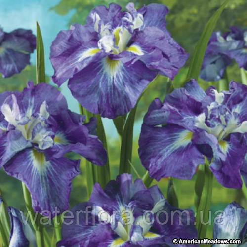 Ірис мечолистий Сэнтр оф Интэрэст - Iris ensata Center of Interest