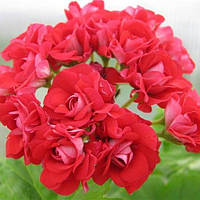 Пеларгония розебудная красная Супрем укорененный черенок Pelargonium rosebud supreme