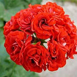Пеларгонія Розебуд Ред червона махрова вкорінений живець Pelargonium Rosebud red, фото 2
