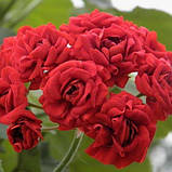 Пеларгонія Розебуд Ред червона махрова вкорінений живець Pelargonium Rosebud red, фото 3