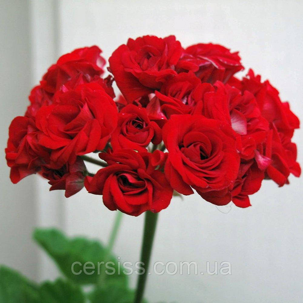 Пеларгонія Розебуд Ред червона махрова вкорінений живець Pelargonium Rosebud red, фото 1