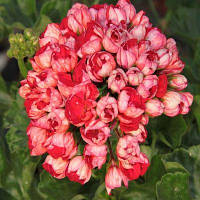 Пеларгония тюльпановидная Виктория Андреа укорененный черенок, Pelargonium Victoria Andrea