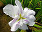 Ірис мечелійний Когешо — Iris ensata Kogesho Дрібна, доросла рослина, 75.0, 50-75, А-Б, WATERFLORA, Голі корені, Зелений, фото 3