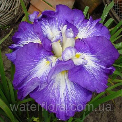 Ірис мечелистий Сентр оф Інерест - Iris ensata Center of Interest доросла рослина