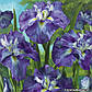 Ірис мечелистий Сентр оф Інерест - Iris ensata Center of Interest доросла рослина, фото 3
