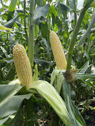 Насіння кукурудзи Акведук F1 (Akveduk F1) Spark Seeds 2500