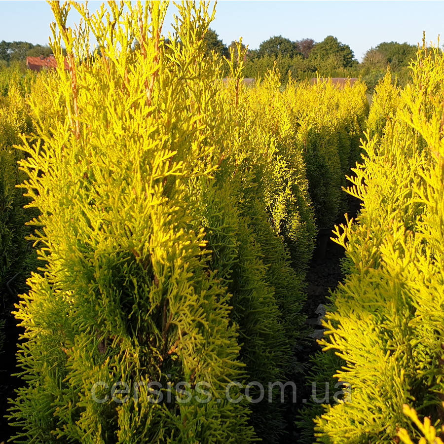 Туя західна Голден Брабант саджанці 30 см Thuja occidentalis Golden Brabant