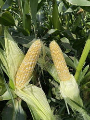 Насіння кукурудзи Дефендер F1 (Defender F1) Spark Seeds 2500