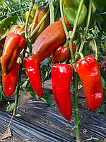 Мако F1 - насіння солодкого перцю, 1000 нас., Libra Seeds