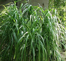 Мискантус бородач Джарді