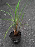Мискантус бородач Джарді, фото 2
