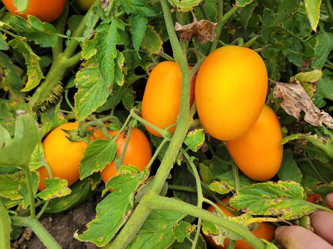 Насіння томату Оранж Плам F1 (Orange Plam F1) Spark Seeds 500