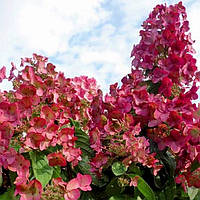 Гортензия метельчатая Меджикал Флейм (Hydrangea paniculata `Magical Flame`) конт. 3л