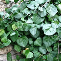 Саджанці Плюща Колхідського (Hedera Colchica)