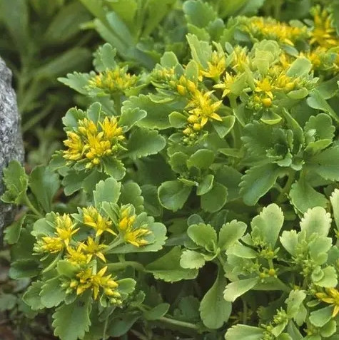 Саджанці Очитку (седум) гібридного (Sedum Hybridum) P9, фото 1