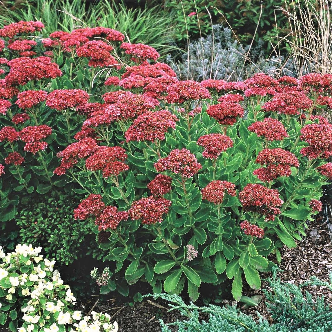 Седжанці Седума Хербштфройде (Sedum telephium Herbstfreude) P9, фото 1