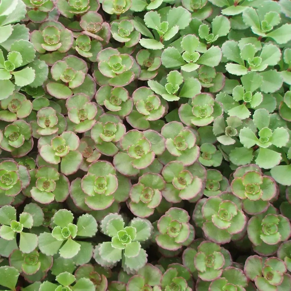 Саджанці Очитку несправжнього Пурпуреум (Sedum spurium Purpureum) P9
