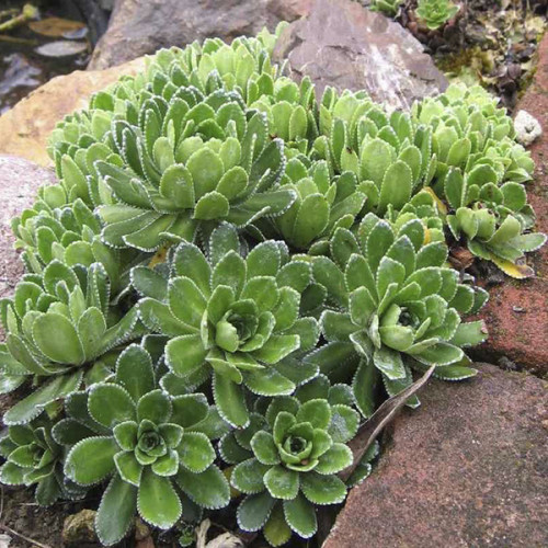 Саджанці Ломикаменя Метельчатої (Saxifraga Paniculata) P9