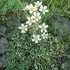 Саджанці Ломикаменя Метельчатої (Saxifraga Paniculata) P9, фото 2