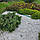 Бордюр садовий пластиковий Country Standard H100 коричневий 15 м з бортиком, фото 7