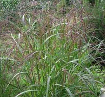 Просте прутеподібне