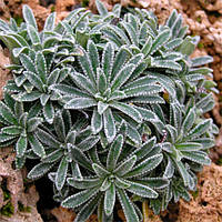 Саджанці Ломикаменя Метельчастої Мініма (Saxifraga crustata Minima)