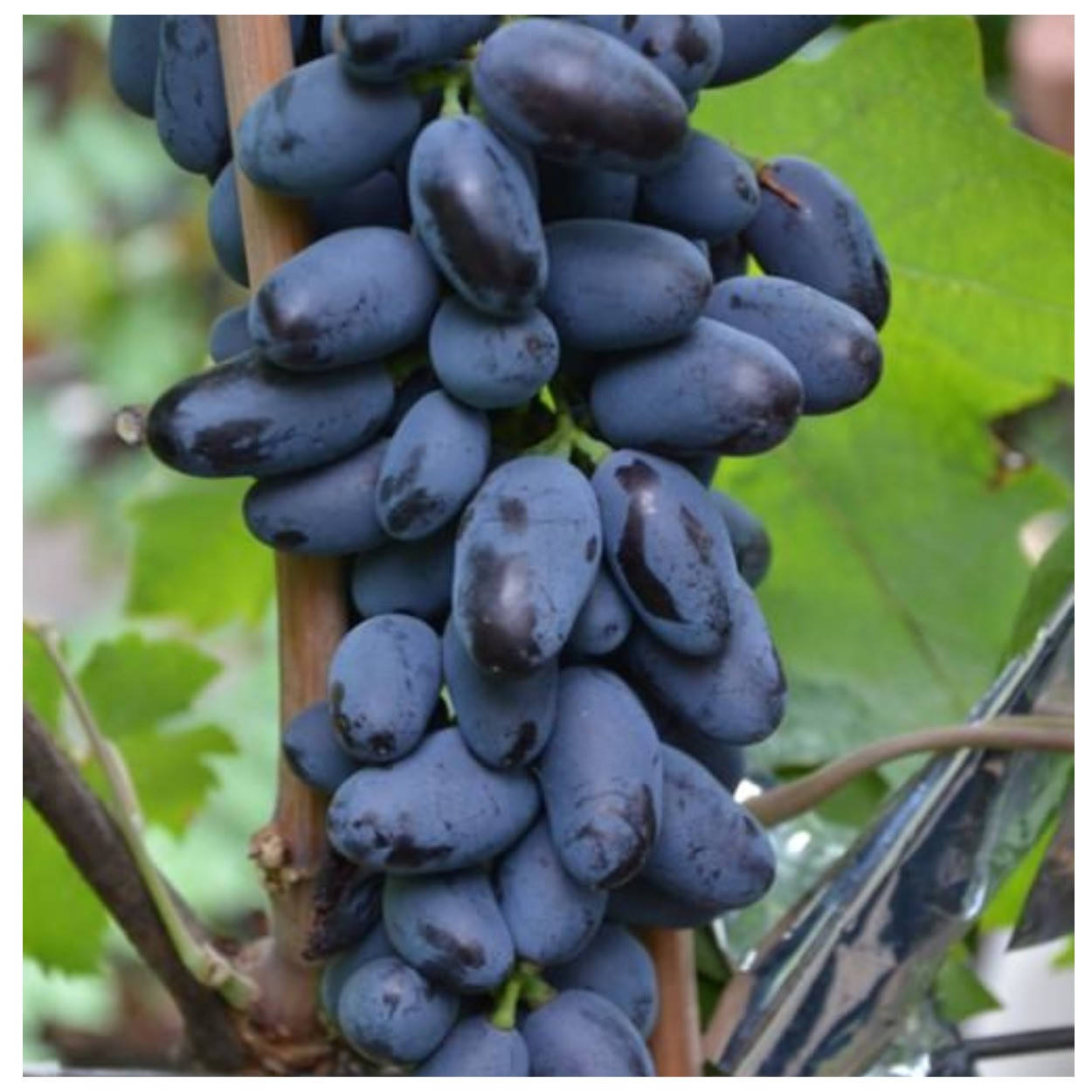 

Виноград Байконур